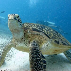 Turtle Island & Kinabatangan River Cruise Tour Sandakan | Borneo Dream Dive Shop