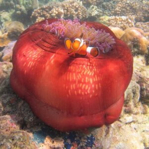 Unguided Snorkeling Tour, Kota Kinabalu, Sabah