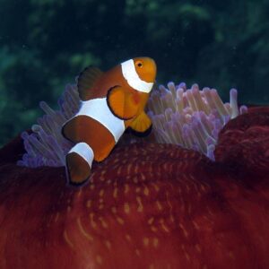 Unguided Snorkeling Tour, Kota Kinabalu, Sabah