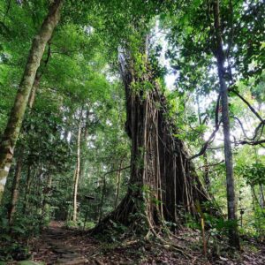 Danum Valley Package, Sabah, Malaysia