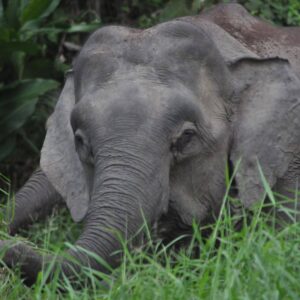 Bornean Pygmy Elephant | Kinabatangan Wildlife Sanctuary