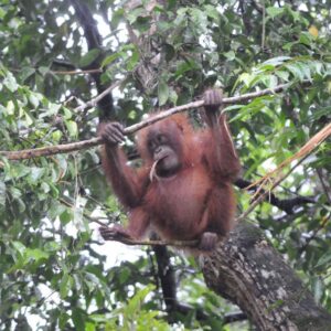 Orangutan